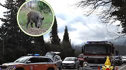 Da Firenze alla Maremma: la morte del motociclista ricorda che l'emergenza cinghiali c'&egrave; ancora