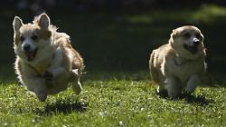 Rivoluzione a quattro zampe a Grosseto: il patto tra Comune e associazioni per la tutela degli animali