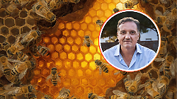 Sos api: zero tregua alla Vespa velutina, 1.300 nidi eliminati