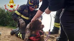 Cane scivola in una scarpata e rischia di precipitare per 40 metri in una scogliera