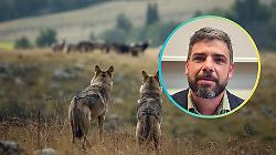 Lupi, nuovo attacco in Maremma. Cia Grosseto: &laquo;Il Senato ha deciso, ora si applichi il declassamento&raquo;