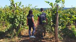 L'inferno dei braccianti in Maremma: 26 persone in un rudere e paghe da fame