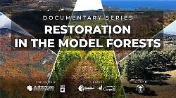 Foreste, la Toscana guida il Mediterraneo: la docuserie che racconta un modello da esportare