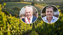 Viticoltura, dalla Regione oltre 6,7 milioni di euro per nuovi investimenti e innovazione: chi pu&ograve; accedere e come funziona