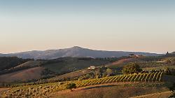 Montecucco 2026: il Sangiovese "wild" della Maremma punta su export e turismo e vola a Vinitaly