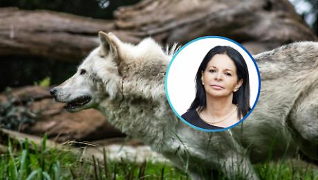 Non solo pecore sbranate: il lupo arriva al distributore. L'affondo: &laquo;&Egrave; una vergogna, a rischio le persone&raquo;