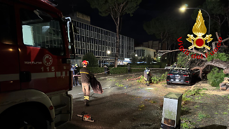 Pino crolla nella notte in citt&agrave;, due auto coinvolte: l'intervento dei vigili del fuoco
