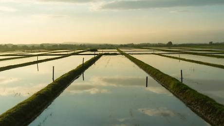 Piogge senza tregua, campi in ginocchio: Cia al fianco delle aziende agricole colpite