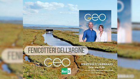 La Diaccia Botrona vola su Geo: fenicotteri protagonisti su Rai 3