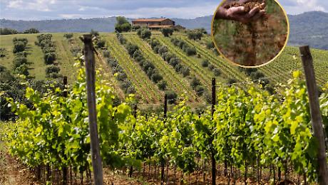 Vino Superiore e riconosciuto: il Morellino di Scansano alza l&rsquo;asticella della qualit&agrave;