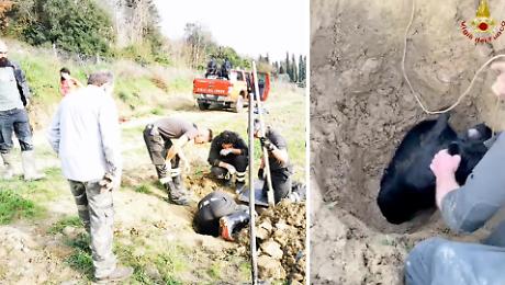 Labrador intrappolato in un tubo: i Vigili del fuoco la spuntano dopo tre ore e mezza
