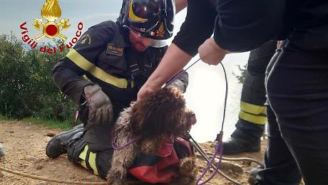 Cane scivola in una scarpata e rischia di precipitare per 40 metri in una scogliera
