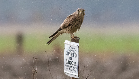 Domenica un viaggio tra i segreti della palude maremmana: torna "Esplora la Diaccia Botrona"