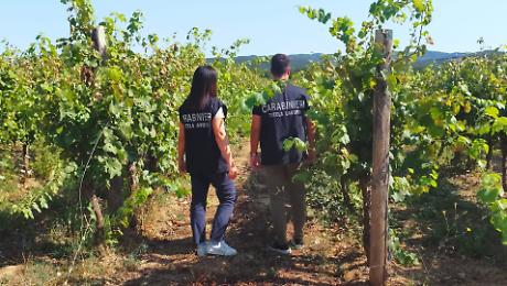 Blitz nei campi a Magliano: oltre met&agrave; dei lavoratori in nero, maximulta e sospensione