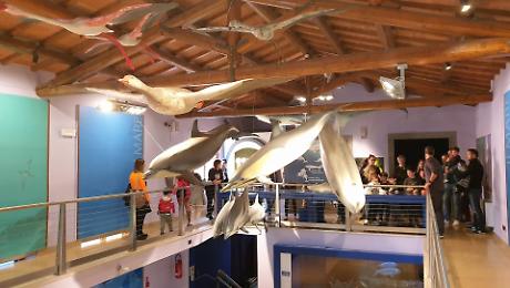 Gioco, sostenibilit&agrave; e divertimento: il Museo di Storia Naturale ospita &ldquo;Il gioco dell&rsquo;ecologia&rdquo;