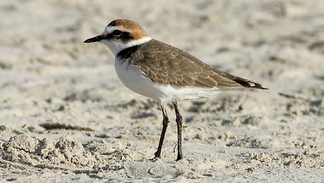Torna il fratino e la Feniglia protegge i nidi: stop alla pulizia delle spiagge e niente cani