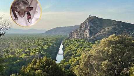 Dalle ferite al ritorno alla vita: la storia del pipistrello salvato nel Parco della Maremma