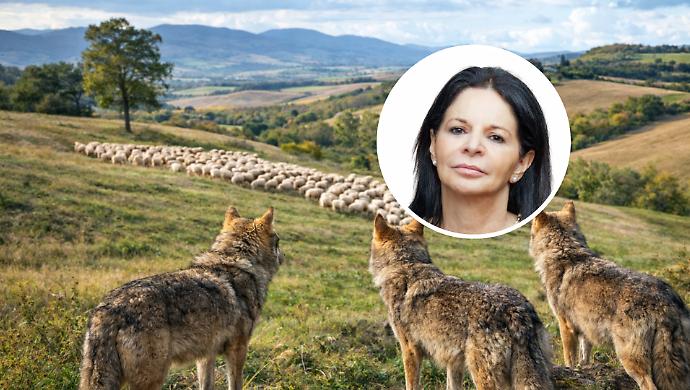 Guerra del lupo in Maremma, i Pastori attaccano il Parco: "No all'ampliamento. La prevenzione &egrave; fallita e servono azioni reali"