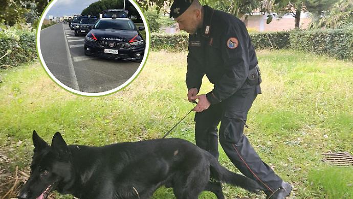 Collare elettrico vietato per controllare il cane: padrone sanzionato dai carabinieri