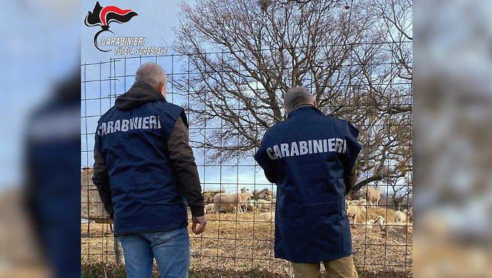 70 pecore fantasma nell'allevamento: scatta il blocco sanitario e la maxi multa al titolare