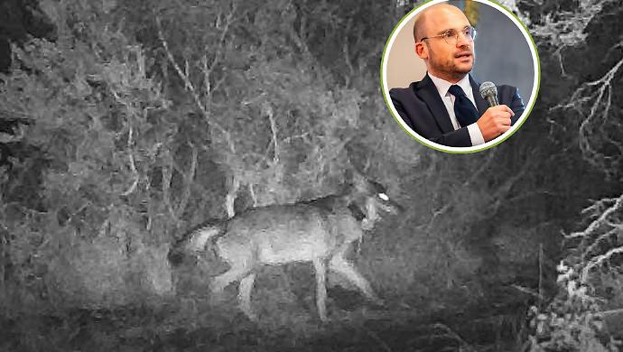 Un gps per il lupo zoppo: cos&igrave; il Parco protegge il predatore simbolo della Maremma