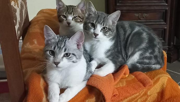 Hai un animale? Se vivi in Toscana la Regione ti rimborsa le spese mediche. Ecco i requisiti