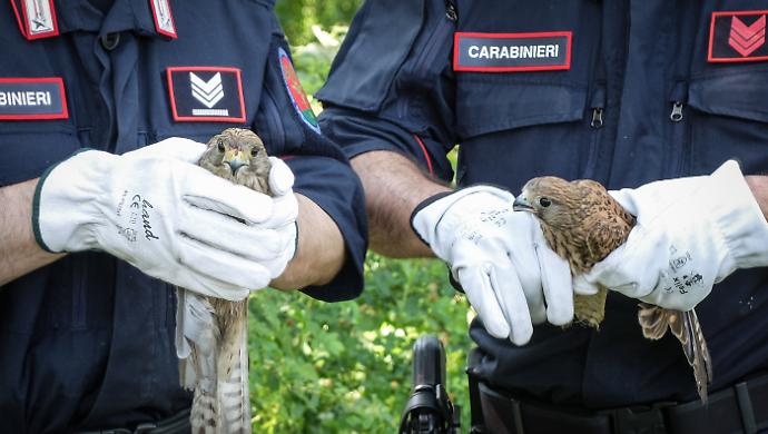 Natura prima di tutto: il Comune rinnova lo scudo per i piccoli falchi