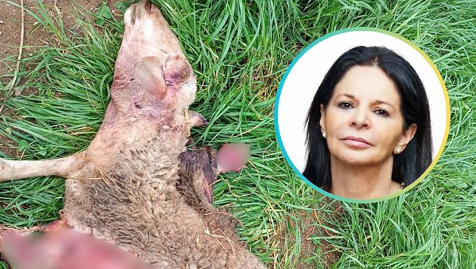 Lupi assaltano un'altro gregge in pieno giorno: &laquo;Situazione vergognosa, ora servono i prelievi&raquo;