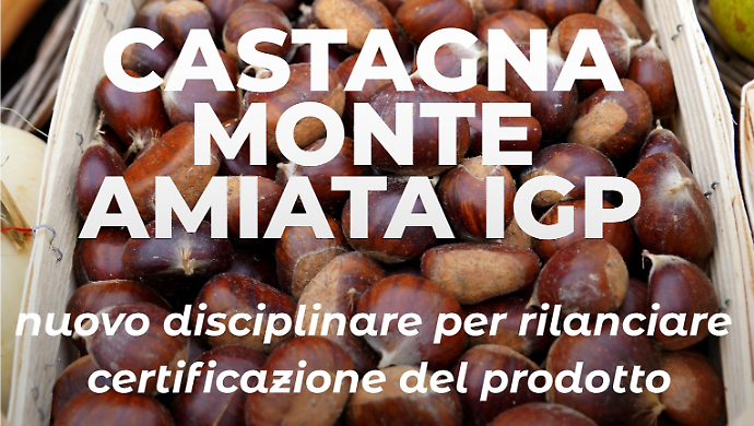 Castagna del Monte Amiata IGP, via libera al nuovo disciplinare: pi&ugrave; tutele e opportunit&agrave;