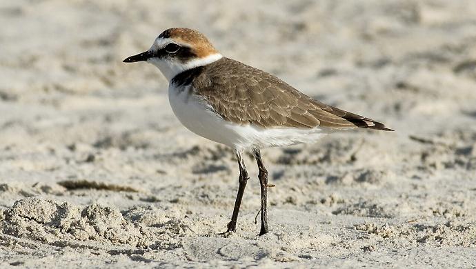 Torna il fratino e la Feniglia protegge i nidi: stop alla pulizia delle spiagge e niente cani