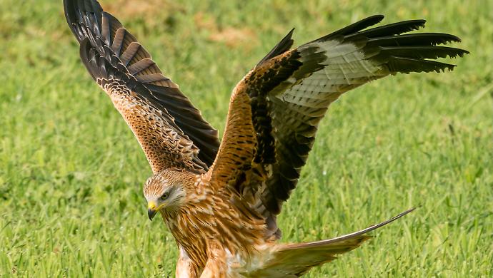 Il nibbio reale vola di nuovo in Maremma e il capovaccaio si salva grazie al Cerm