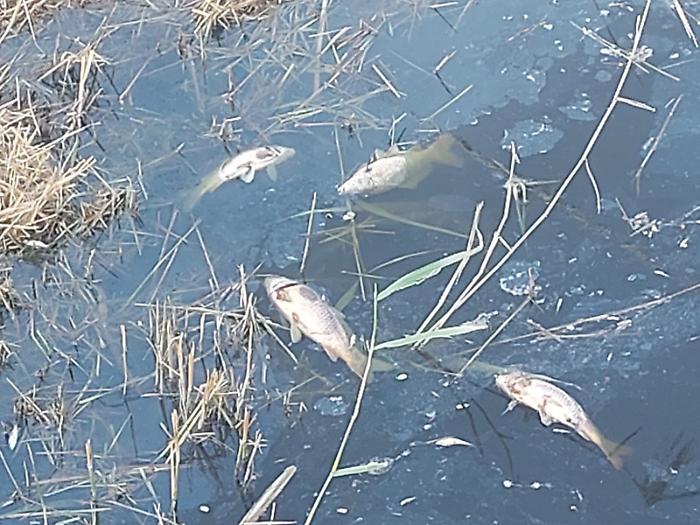 Massa Marittima, moria di pesci nel torrente Sata: divieto assoluto di balneazione