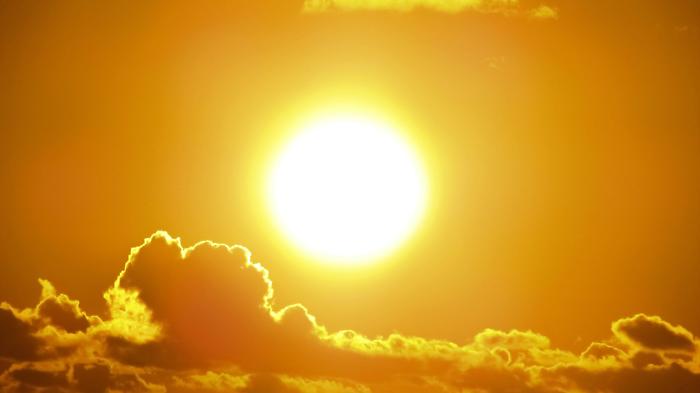 Clima pazzo tra caldo torrido, piogge e vento: è strage di girasoli in campagna. Salvo il frumento