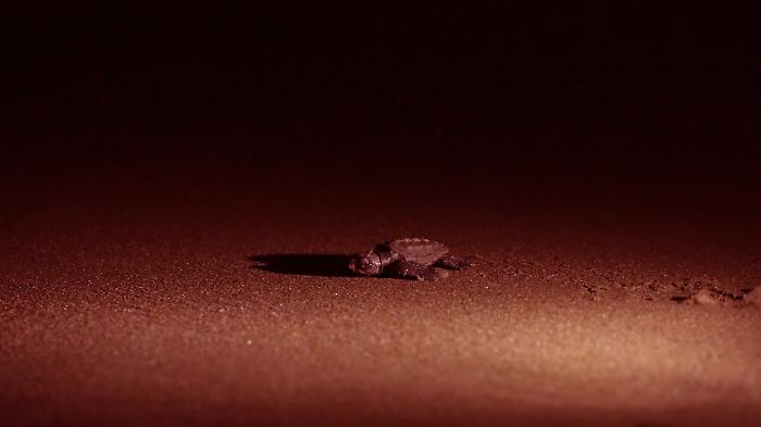 schiusa caretta caretta parco maremma