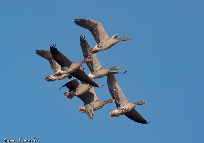 Oche selvatiche del Parco della Maremma
