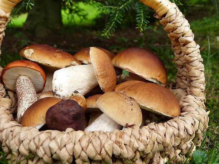 Grosseto, "boom" di funghi nei boschi toscani: ecco il vademecum del bravo fungaiolo