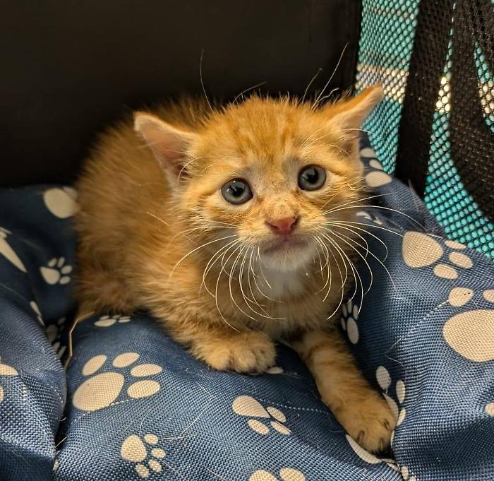 Follonica, su Gattoccasioni - il gatto outlet, Sinner è in cerca di una famiglia per sempre