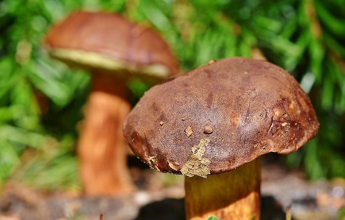 Grosseto, tempo di funghi: dal 30 settembre aprono gli sportelli micologici