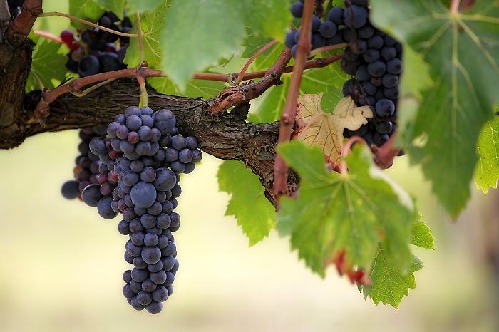 Cinigiano, torna l'attesissimo appuntamento con la Festa dell'Uva  