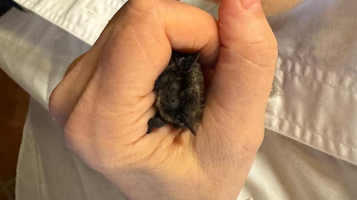 Civitella Paganico, i pipistrelli affascinano il pubblico alla distilleria Nannoni