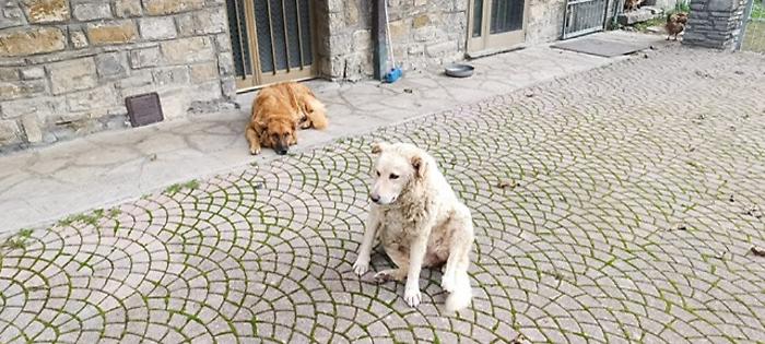 Badia Tedalda, anziano cade in un dirupo e i suoi cani lo proteggono dal freddo