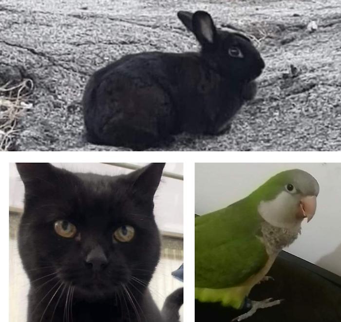 Grosseto, un gatto, un pappagallo e una coniglietta: tanti gli animali smarriti in città