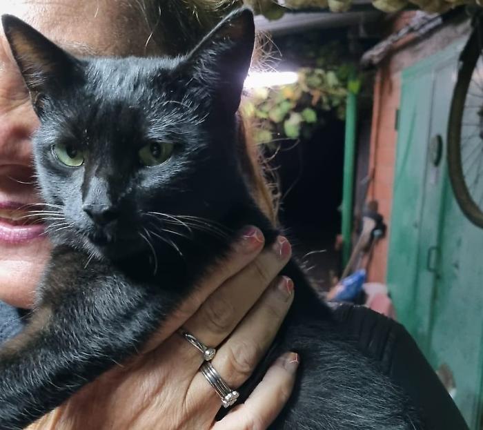 Grosseto, la Polizia Municipale salva una gattina investita: la storia a lieto fine di Pelè