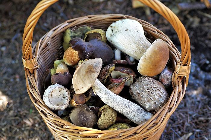 Maremma, i carabinieri forestali sequestrano 20 chilogrammi di funghi: sanzionati in 40