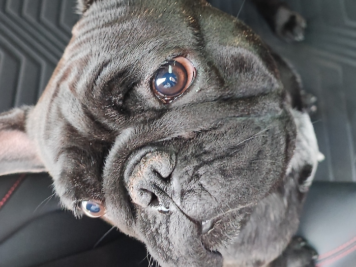 Grosseto, due bulldog francesi seminano il panico tra gli automobilisti in piazza della Vasca