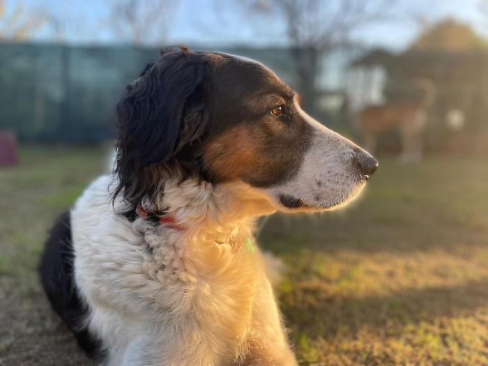 jack adotta un cuore randagio