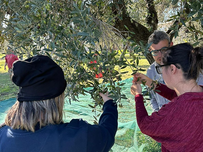 raccolta olive