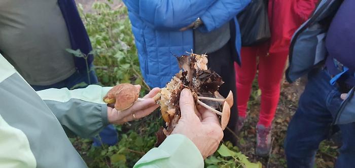 funghi
