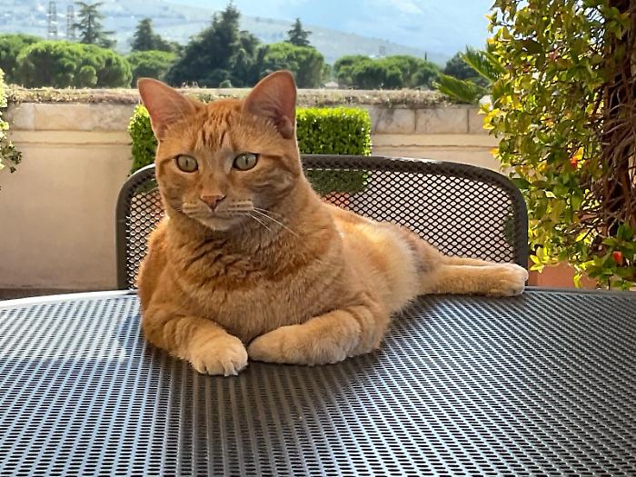 Gatti arancioni: scoperto il segreto del loro colore dopo 60 anni di ricerche