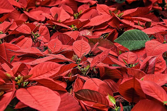 Castiglione della Pescaia, Conad dona 60 stelle di Natale al Centro commerciale naturale